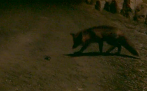 TEENAGERÆV SENDER SMS