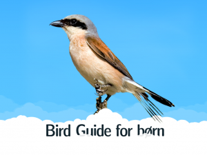 FUGLESPOTTER GUIDE TIL BØRN