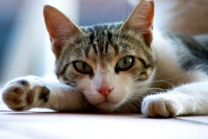 Whiskas vil sætte kamera på katte