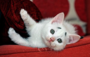 Move over, Grumpy Cat. Her er internettets nye kattestjerne.