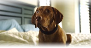 Hundehalsbånd lige så klogt som ejerens smartur