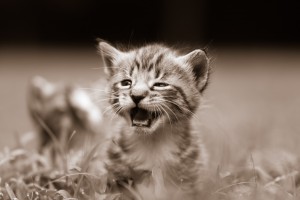 Det er sundt at kigge på kattevideoer