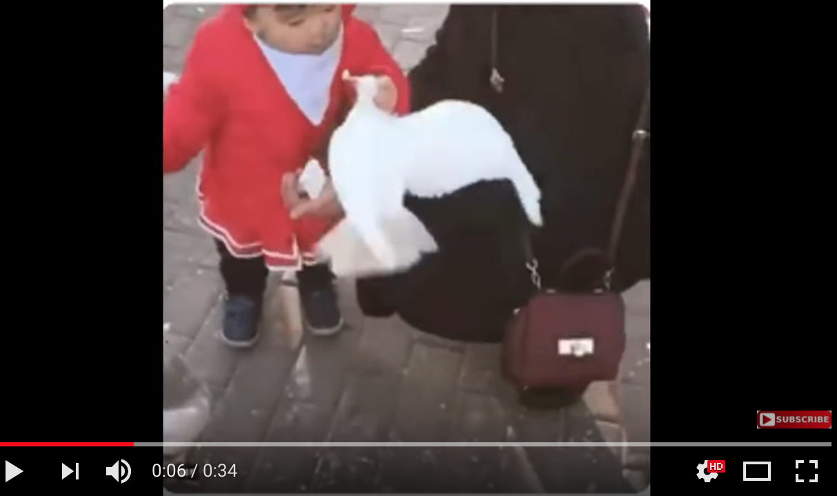 Viralt- Lille pige sætter due på plads